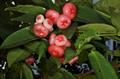 Syzygium aqueum